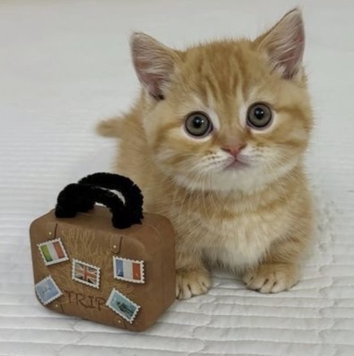 圭(ｹｲ) 嘘