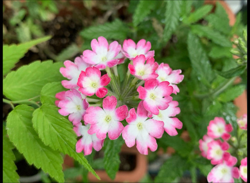 純(ｼﾞｭﾝ) 植物ピ