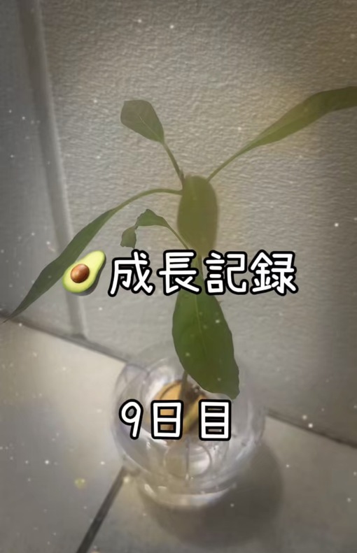 純(ｼﾞｭﾝ) 【🥑成長記録9日目】