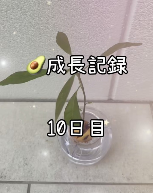純(ｼﾞｭﾝ) 【🥑成長記録10日目】