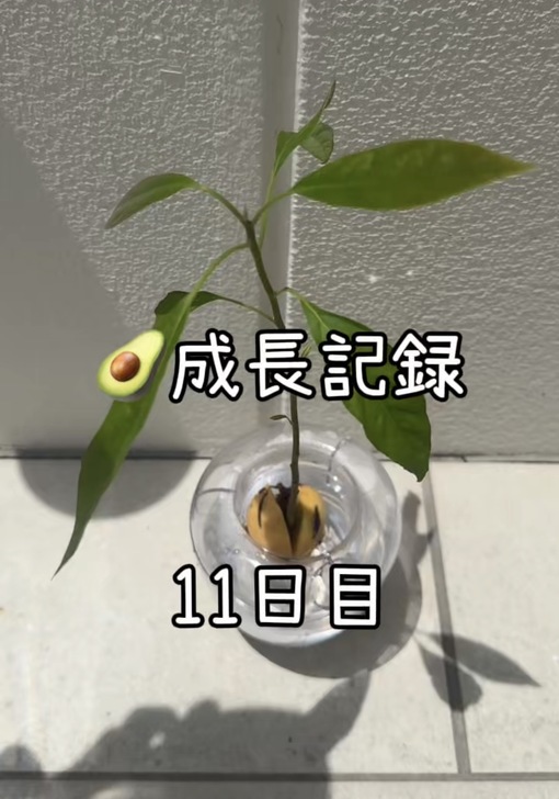 純(ｼﾞｭﾝ) 【🥑成長記録11日目】