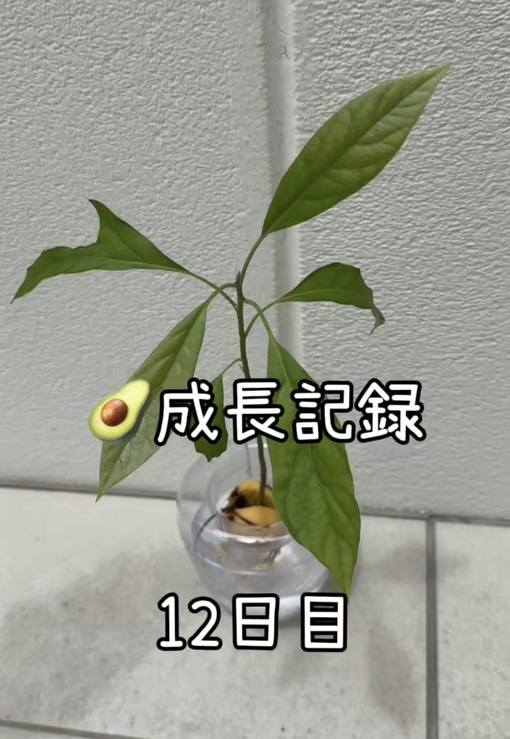 純(ｼﾞｭﾝ) 【🥑成長記録12日目】