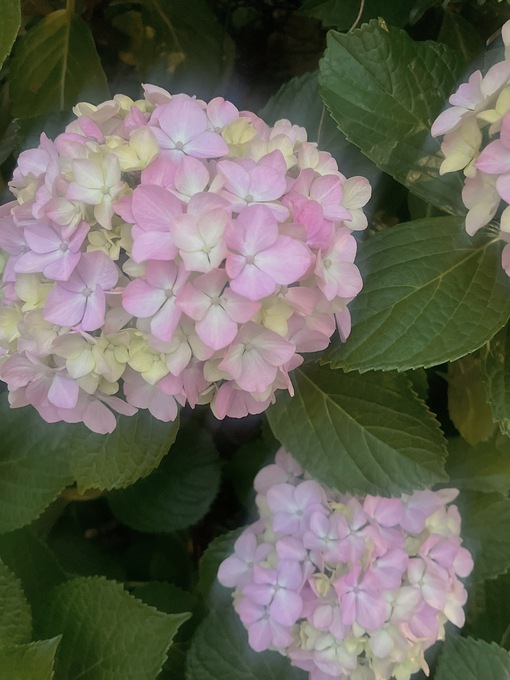 佑都(ﾕｳﾄ) 紫陽花