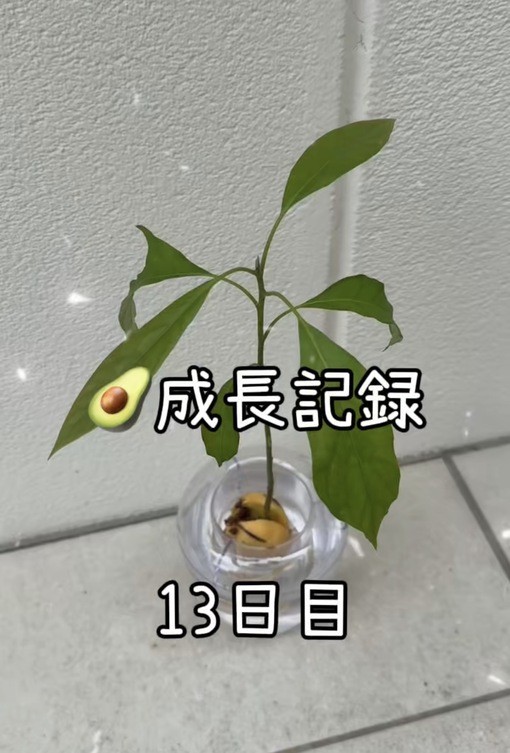 純(ｼﾞｭﾝ) 【🥑成長記録13日目】