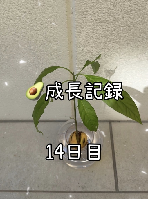 純(ｼﾞｭﾝ) 【🥑成長記録14日目】