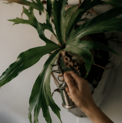 雪十(ﾕｷﾄ) 植物が🌿