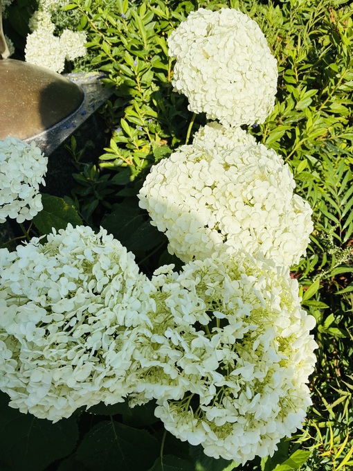 仁(ｼﾞﾝ) アメリカのアジサイ💐