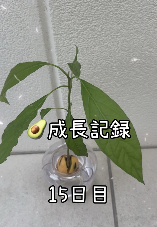 純(ｼﾞｭﾝ) 【🥑成長記録16日目】