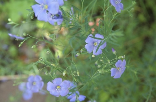 純(ｼﾞｭﾝ) 植物ピ