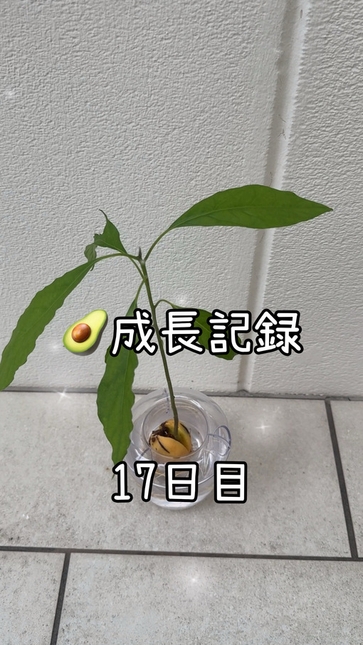 純(ｼﾞｭﾝ) 【🥑成長記録17日目】
