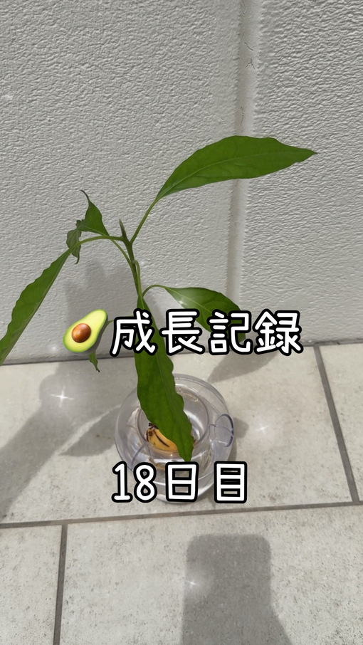 純(ｼﾞｭﾝ) 【🥑成長記録18日目】
