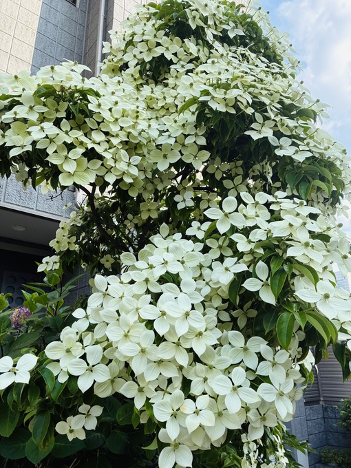 仁(ｼﾞﾝ) ヤマボウシ🌼