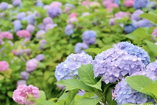 純(ｼﾞｭﾝ) 植物ピ