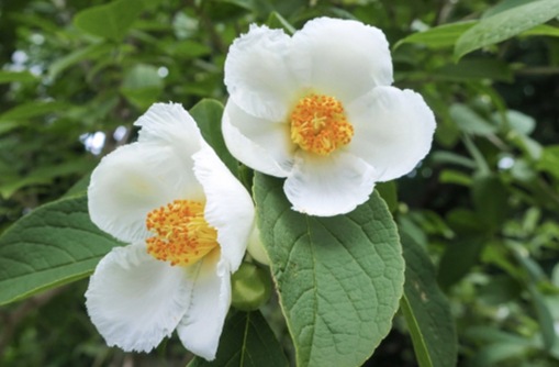 純(ｼﾞｭﾝ) 植物ピ