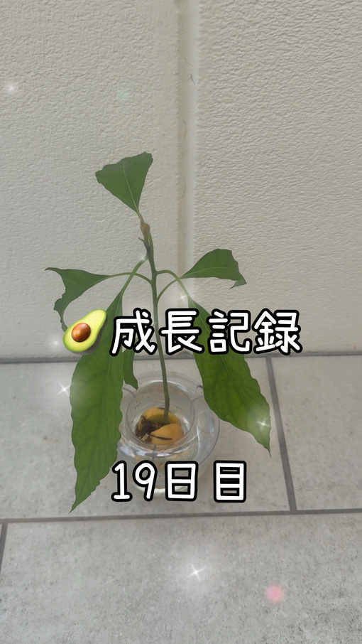純(ｼﾞｭﾝ) 【🥑成長記録19日目】