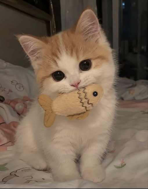 圭(ｹｲ) バイアグラピ