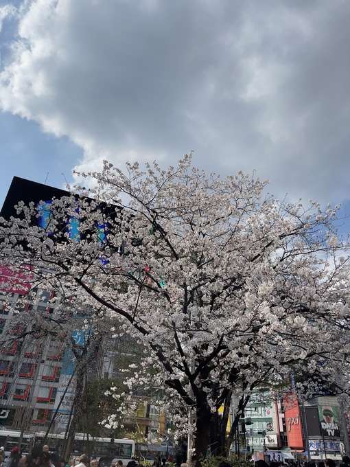 叶(ｶﾅｴ) 桜