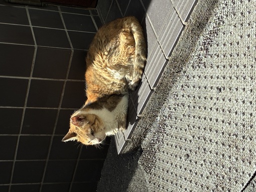仁(ｼﾞﾝ) 猫🐈生息地大阪🐈