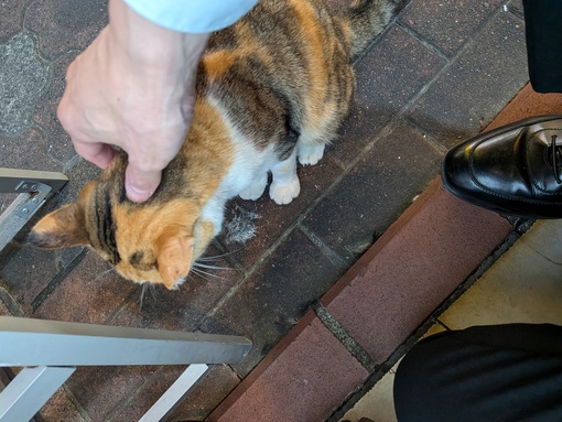 輝星(ｺｳｾｲ) 久しぶり🐈‍⬛