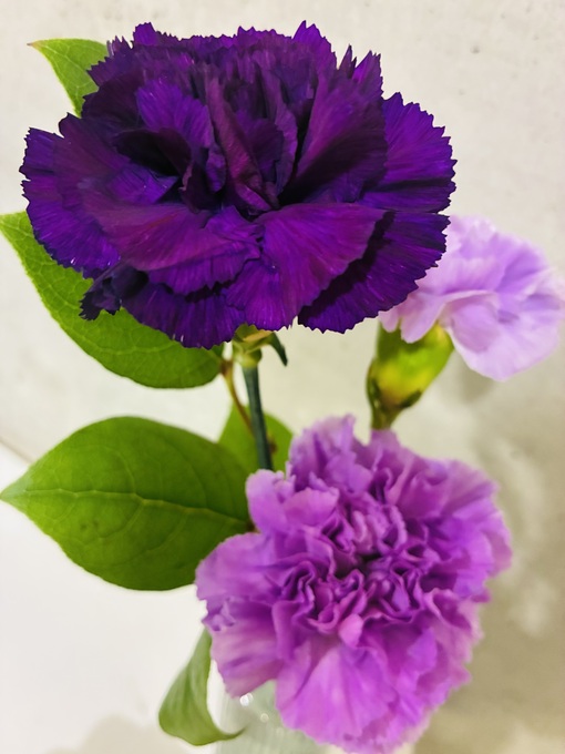 仁(ｼﾞﾝ) 光輝く一番星さんからのお花💐