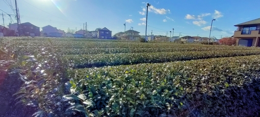 参時(ｻﾝｼﾞ) ココで一句