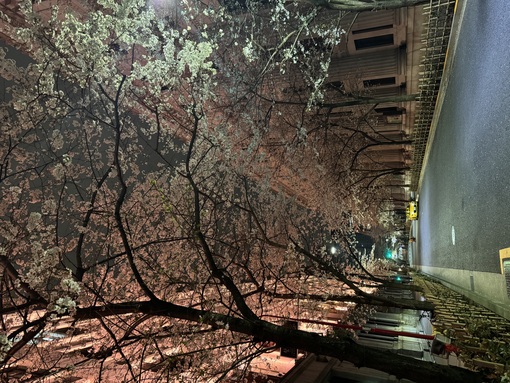 晴也(ｾｲﾔ) 間も無く桜の季節も終わりを迎えますね🌸