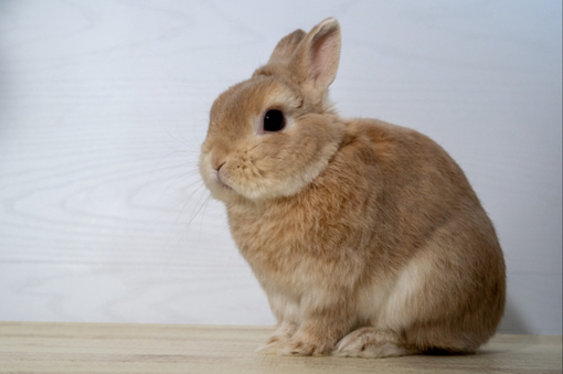 隆志(ﾀｶｼ) バニーの日🐰