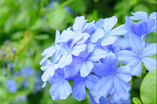 純(ｼﾞｭﾝ) 植物ピ