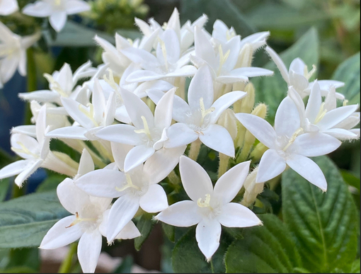 純(ｼﾞｭﾝ) 植物ピ