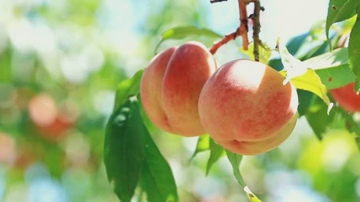 恋弥(ﾚﾝﾔ) 今日は何の日❓