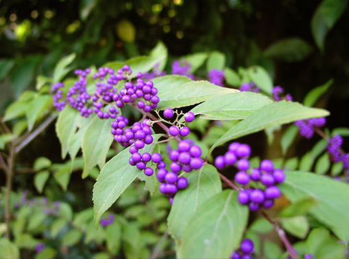 純(ｼﾞｭﾝ) 植物ピ