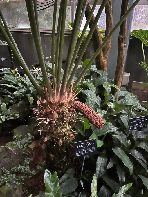 真治(ｼﾝｼﾞ) 高知県立牧野植物園