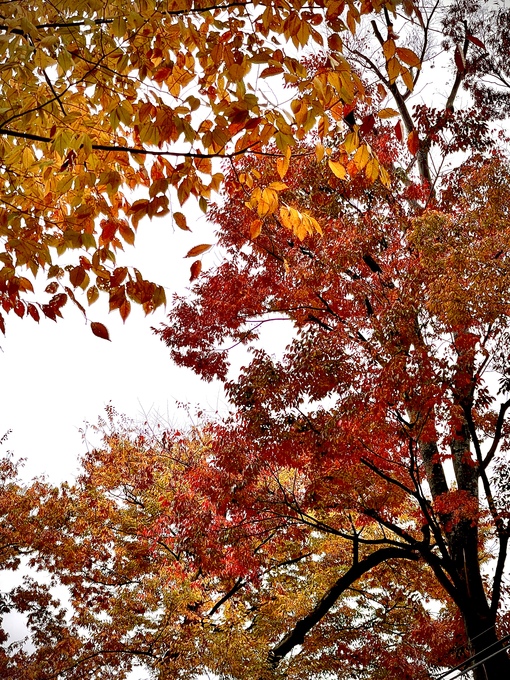 純(ｼﾞｭﾝ) やっと紅葉🍁イベントお待ちしてます(^^)