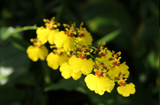 純(ｼﾞｭﾝ) 植物ピ