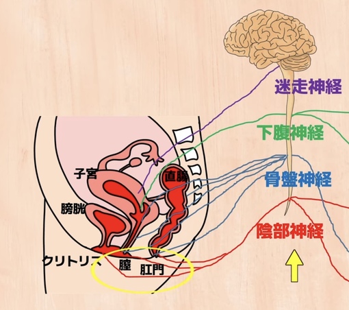 元気(ｹﾞﾝｷ） アナル