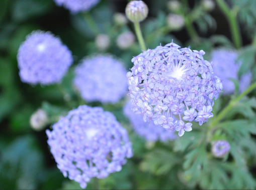 純(ｼﾞｭﾝ) 植物ピ